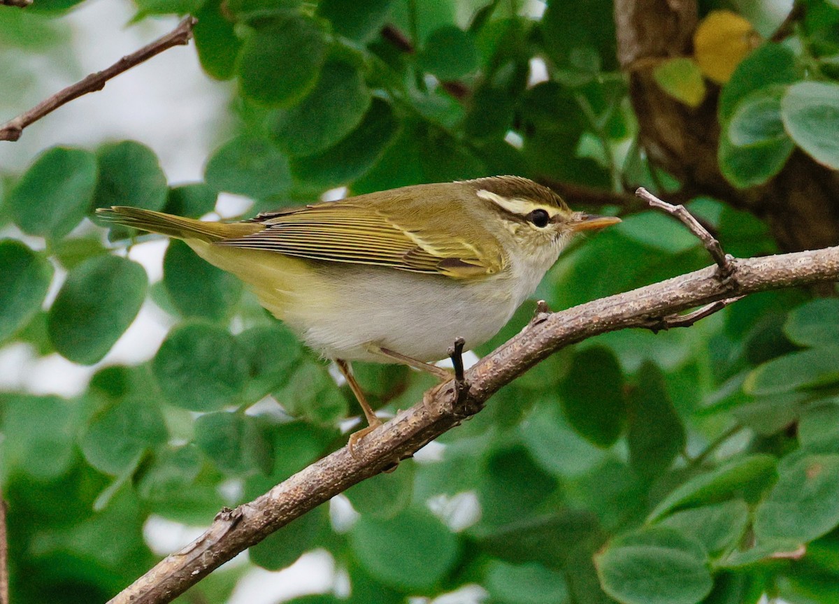Eastern Crowned Warbler - ML642675770