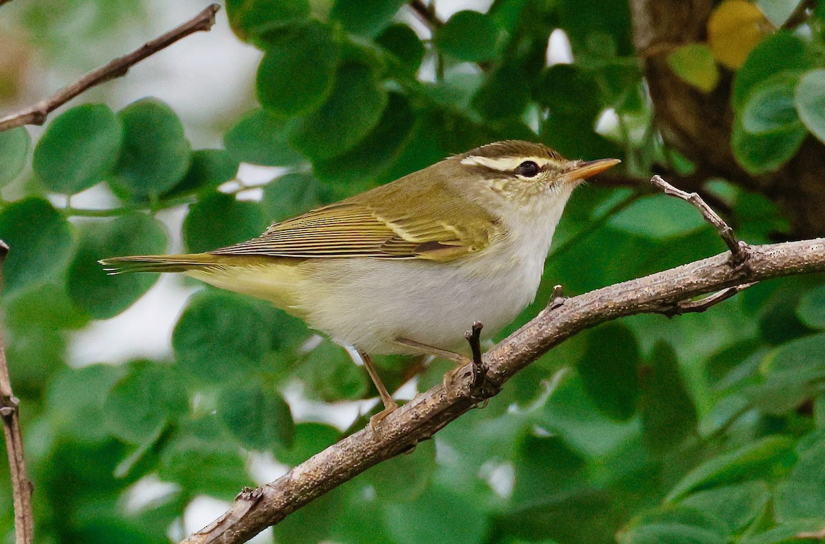 Eastern Crowned Warbler - ML642675771