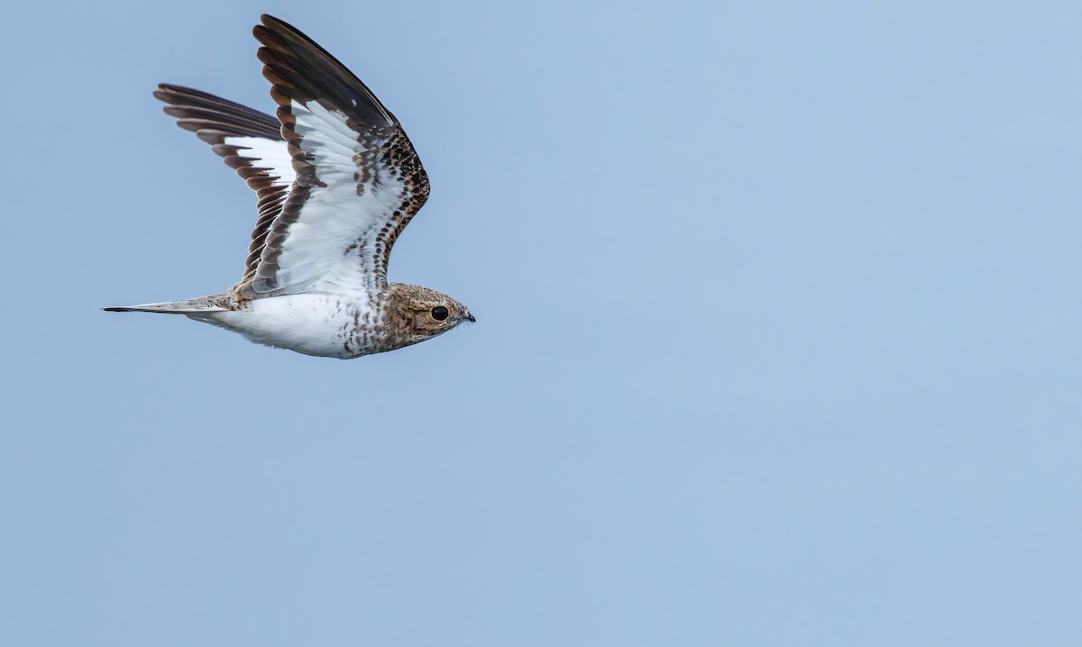 Sand-colored Nighthawk - ML642675772