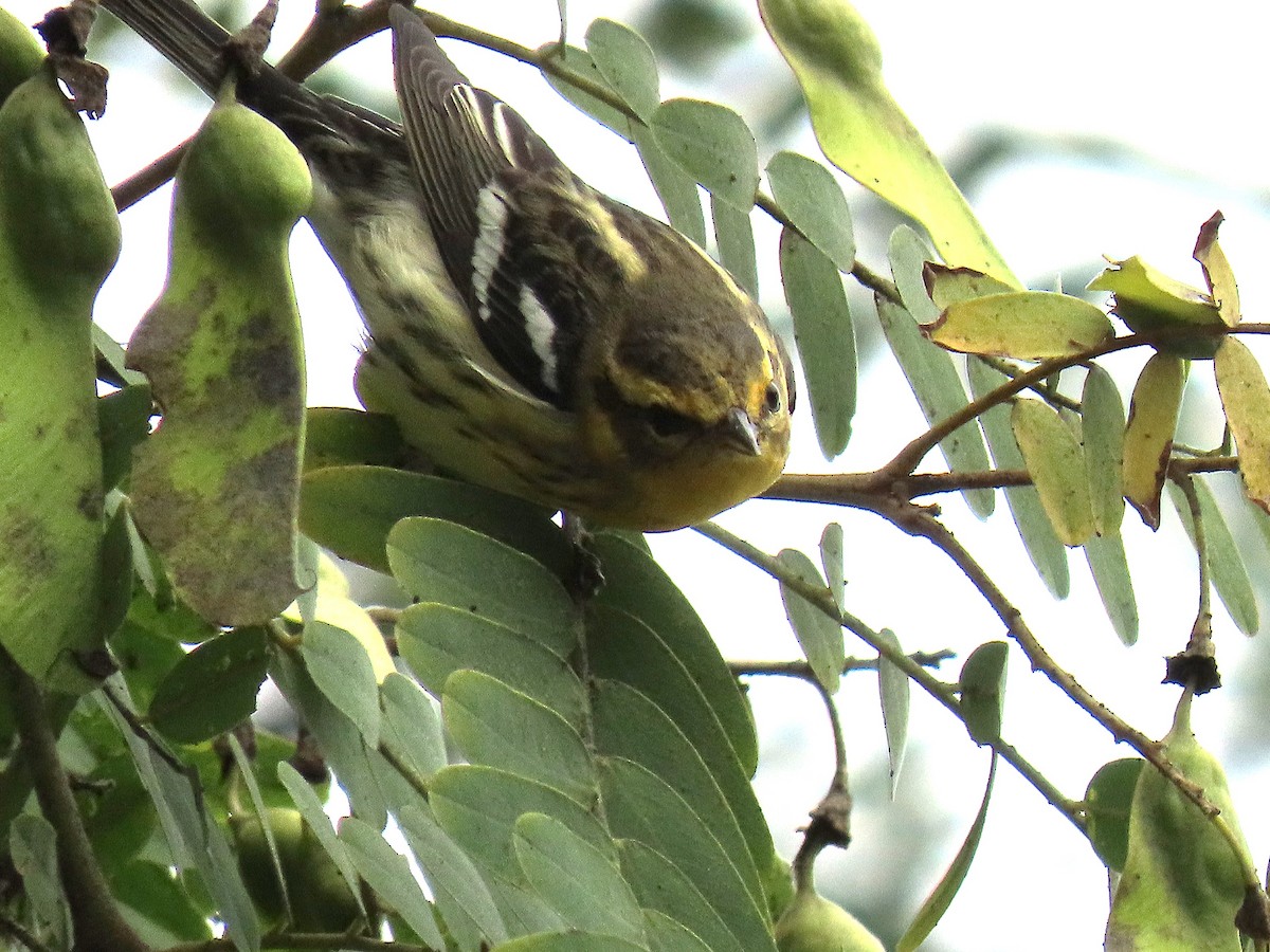 Blackburnian Warbler - ML642675773