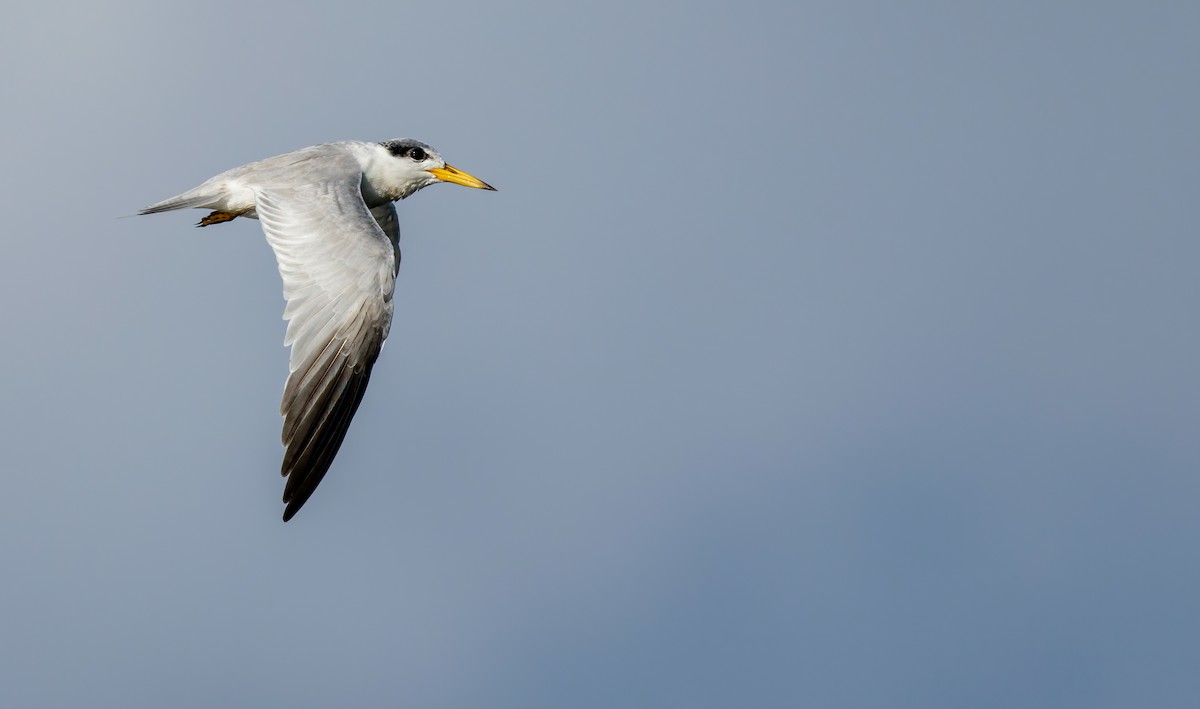 Yellow-billed Tern - ML642675775