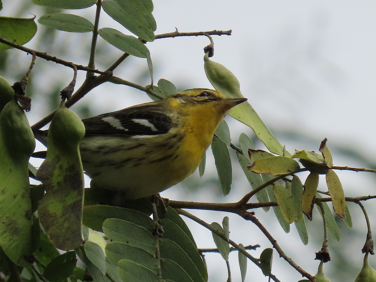 Blackburnian Warbler - ML642675776