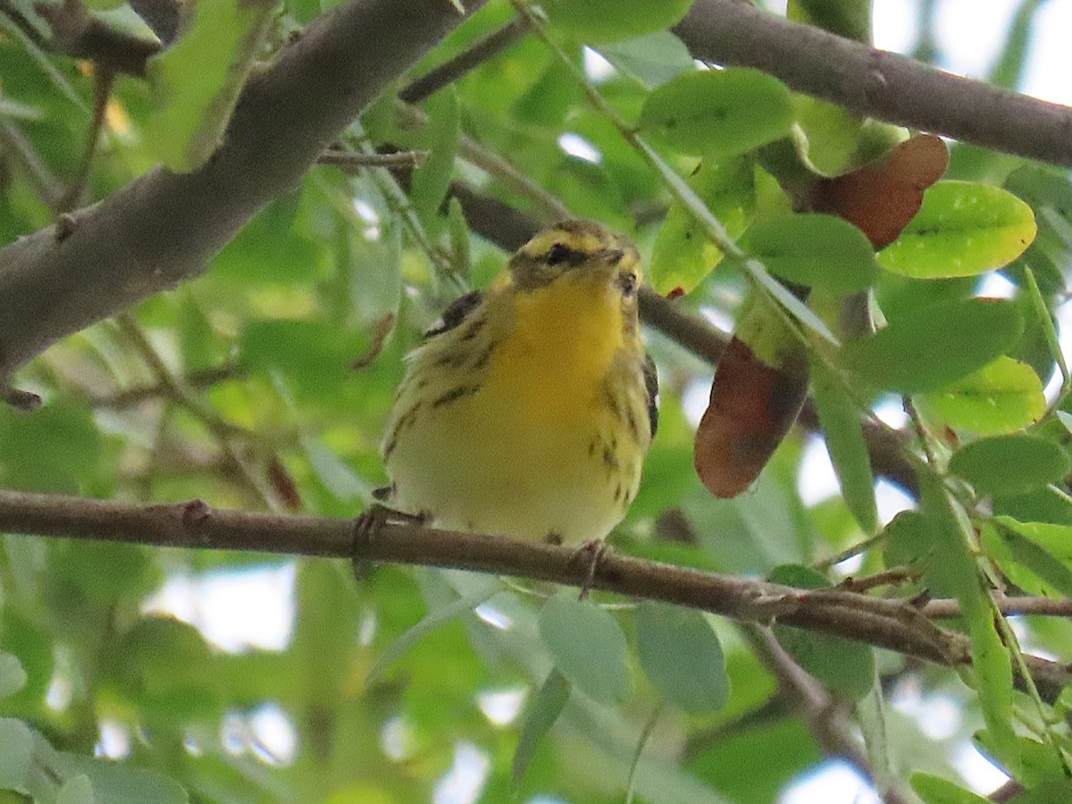 Blackburnian Warbler - ML642675777