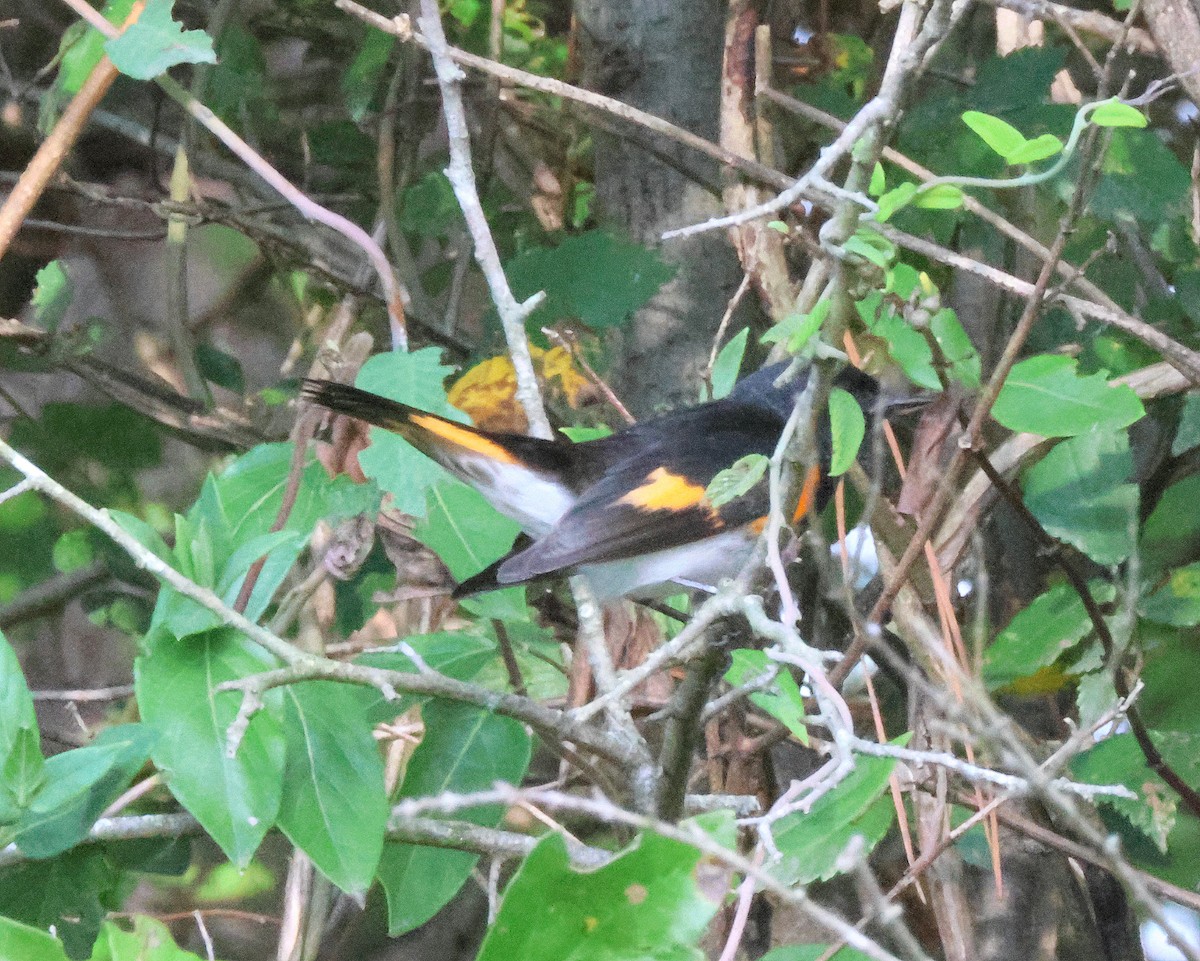 American Redstart - ML642675778