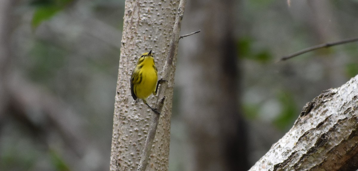 Prairie Warbler - ML642675783