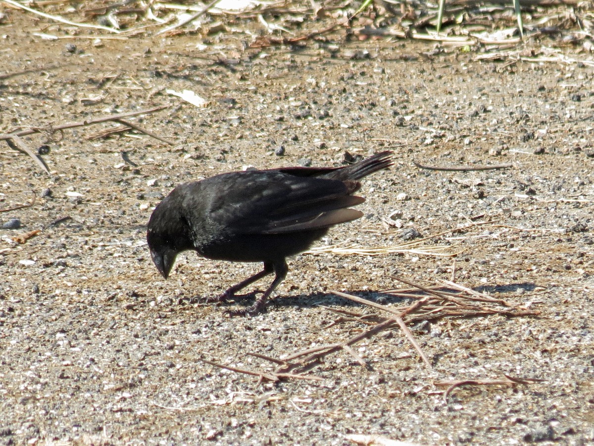 Large Ground-Finch - ML642675785