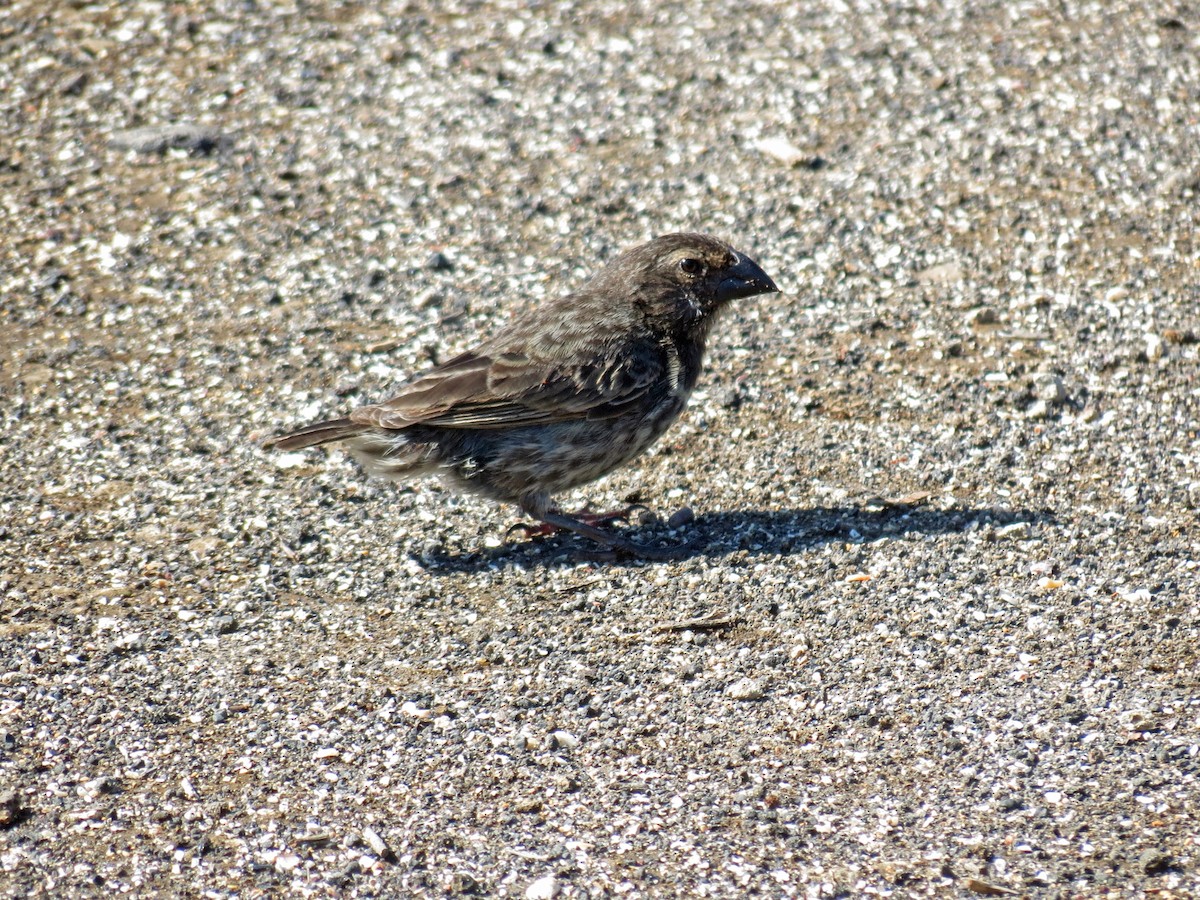 Large Ground-Finch - ML642675786