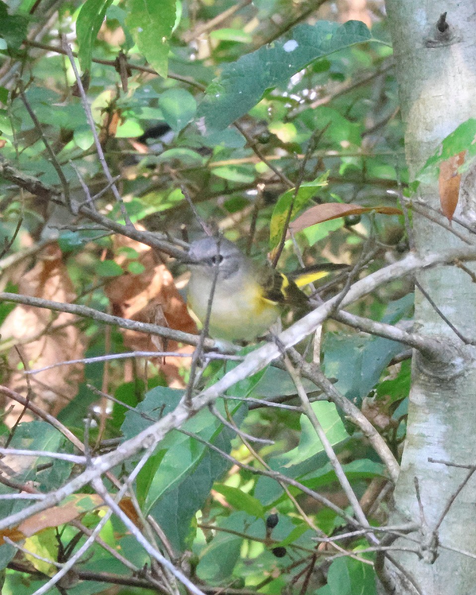 American Redstart - ML642675787