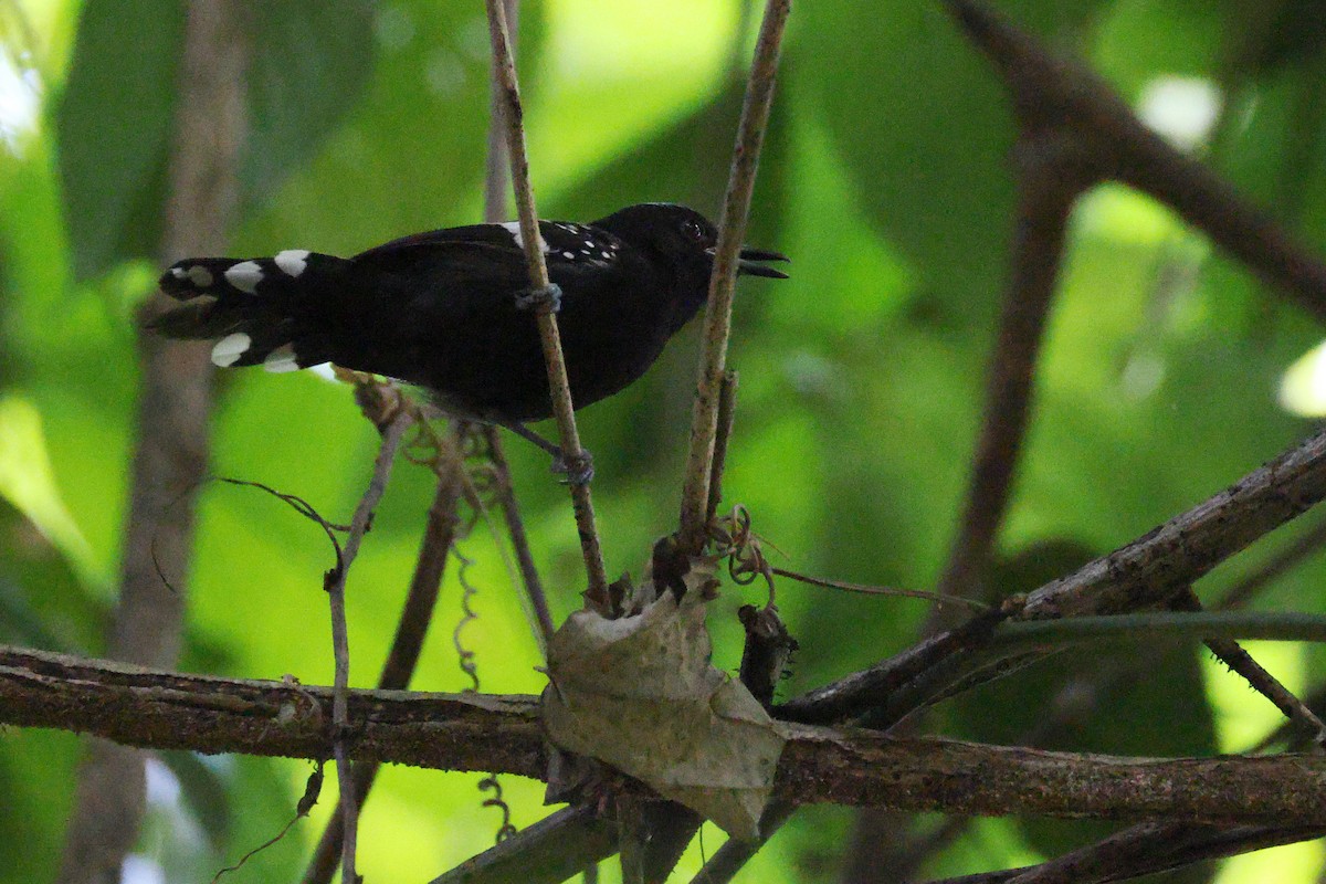 Dot-winged Antwren - ML642675788