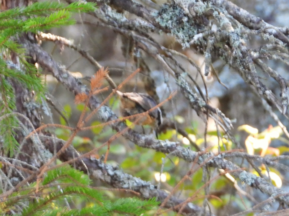 Red-breasted Nuthatch - ML642675789