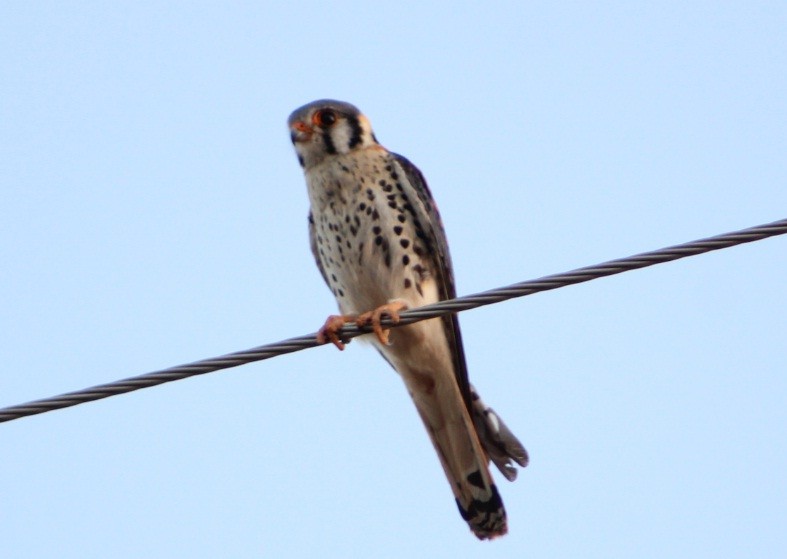 American Kestrel - ML642675792