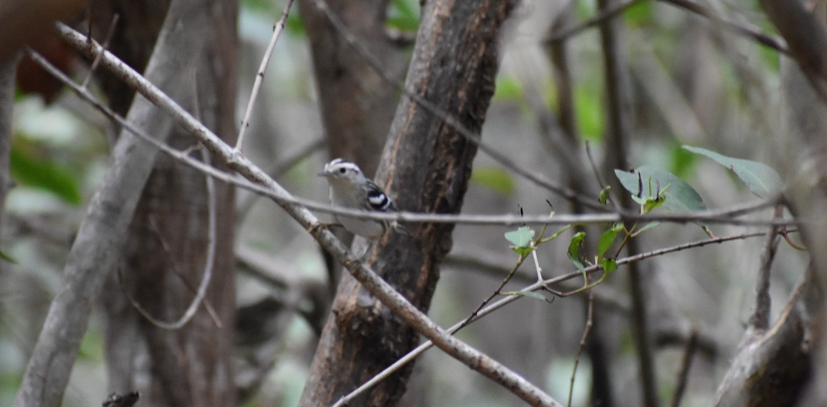 Black-and-white Warbler - ML642675793