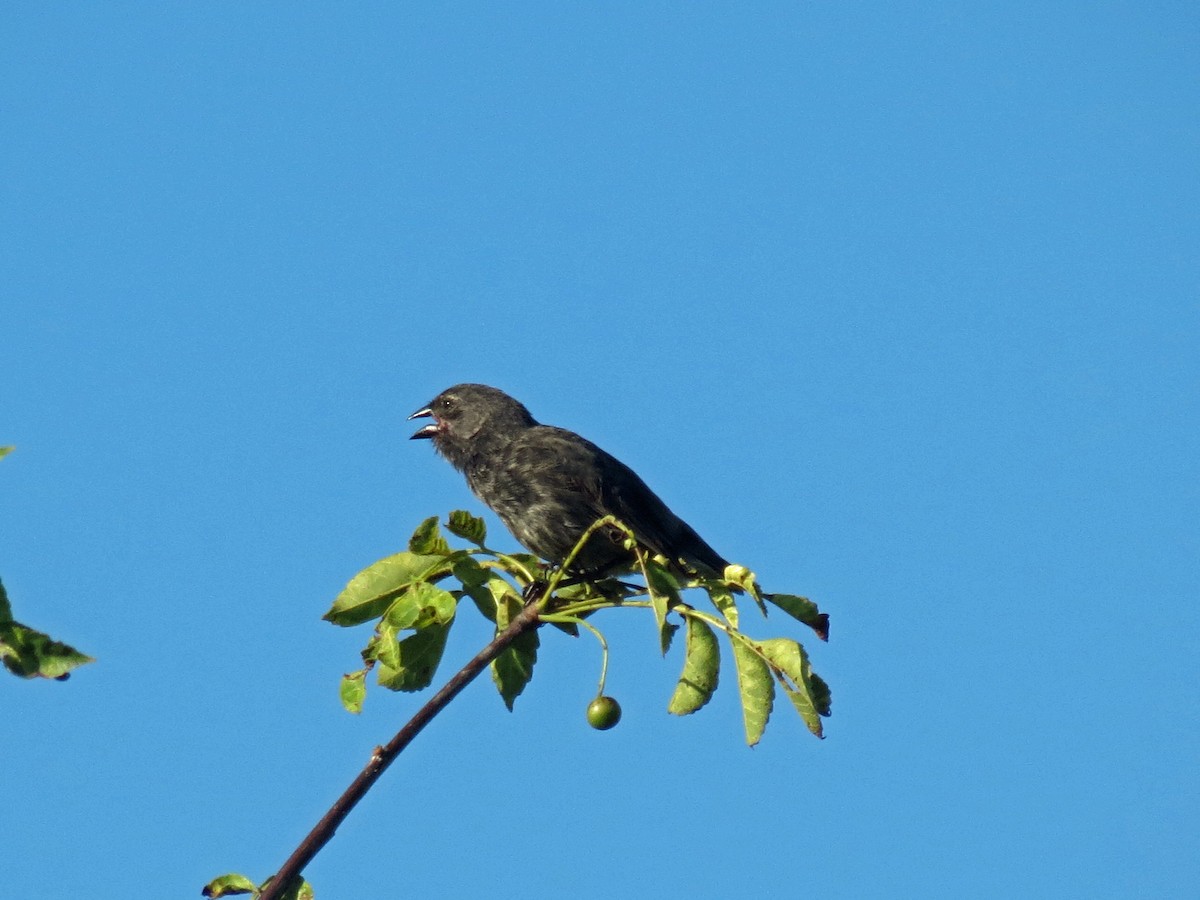 Small Ground-Finch - ML642675795