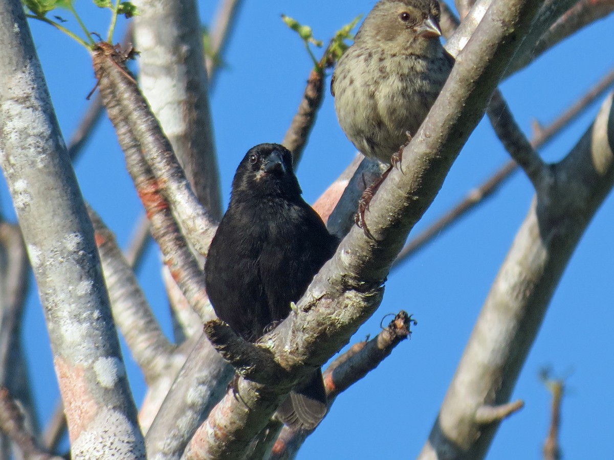 Small Ground-Finch - ML642675796