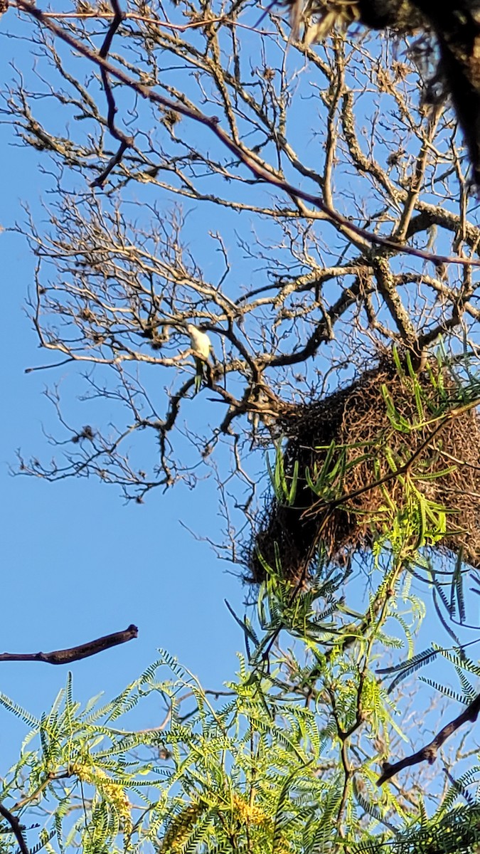 Monk Parakeet - ML642675808