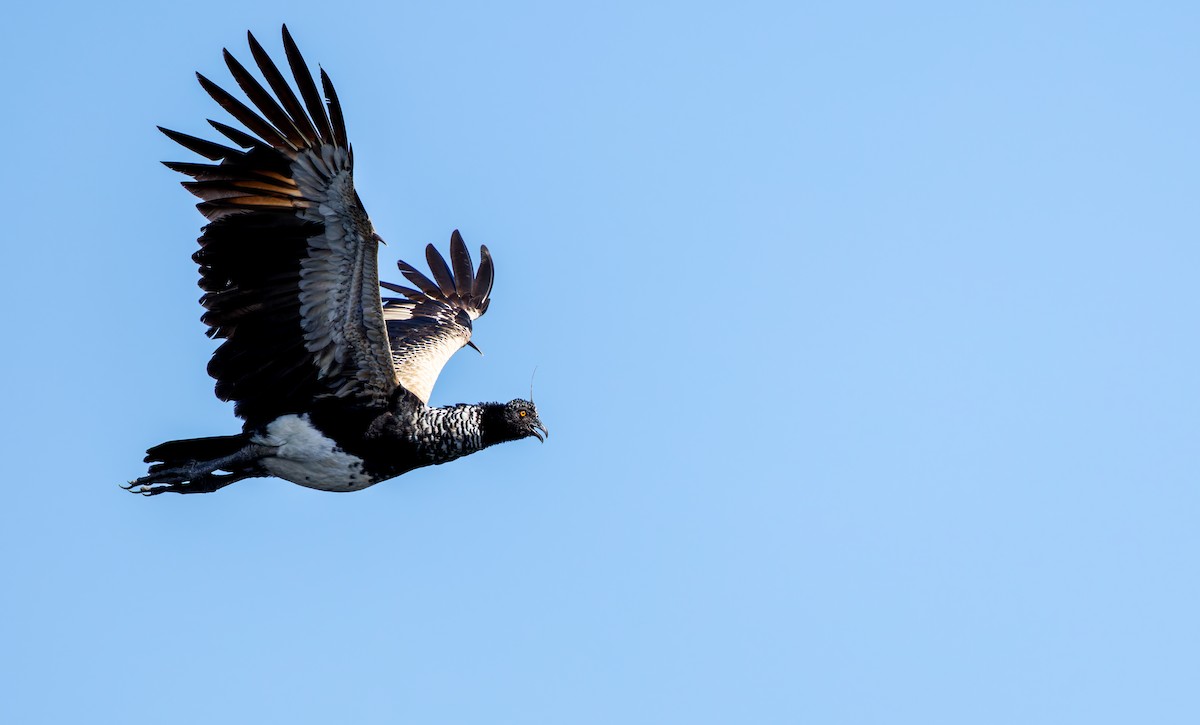 Horned Screamer - ML642675824