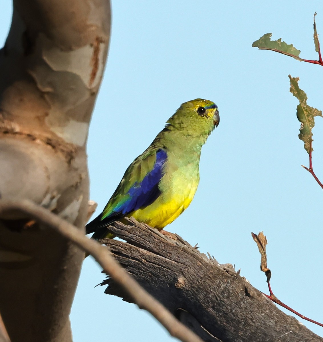 Blue-winged Parrot - ML642675826