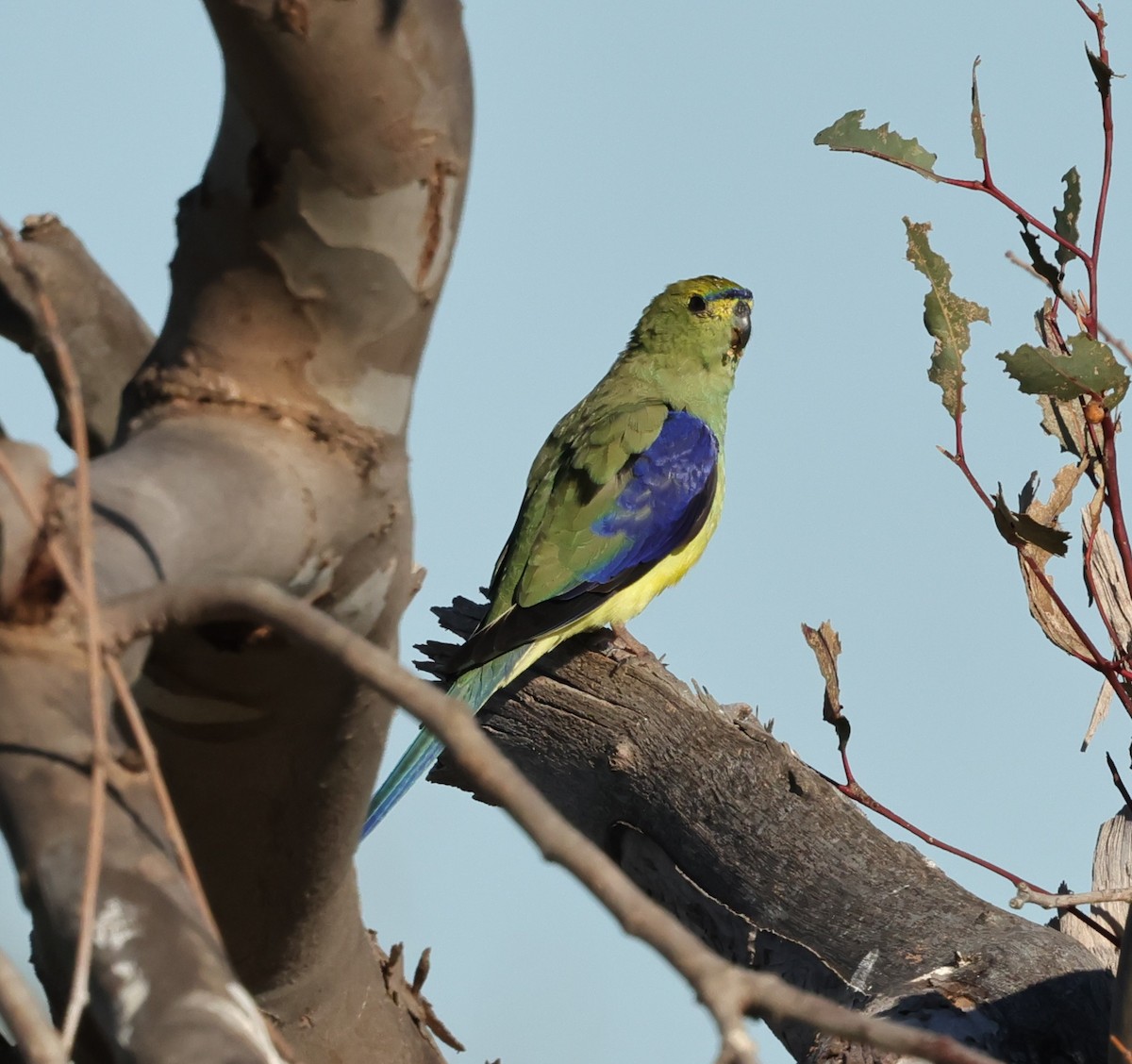 Blue-winged Parrot - ML642675827