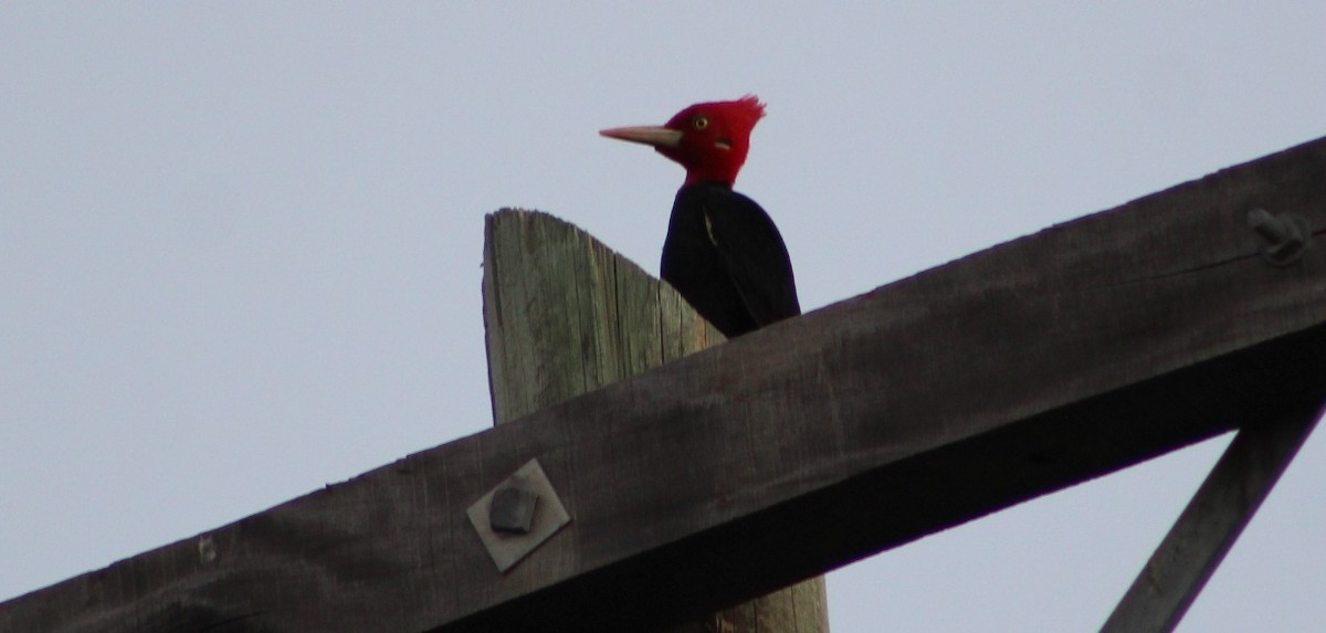 Cream-backed Woodpecker - ML642675831