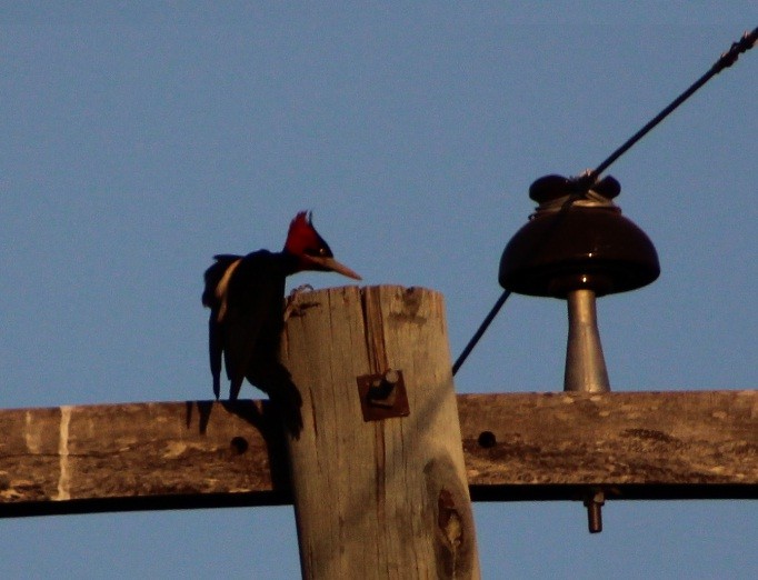 Cream-backed Woodpecker - ML642675832