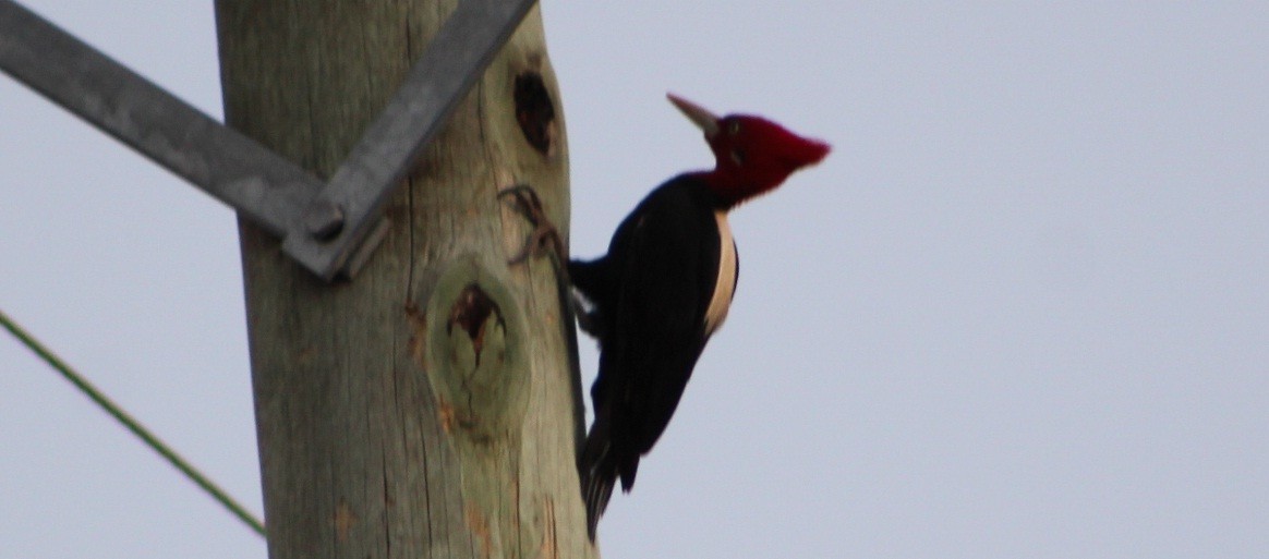 Cream-backed Woodpecker - ML642675833