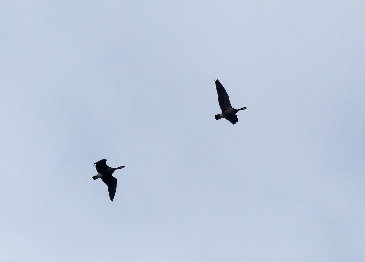 Cackling Goose - ML642675836