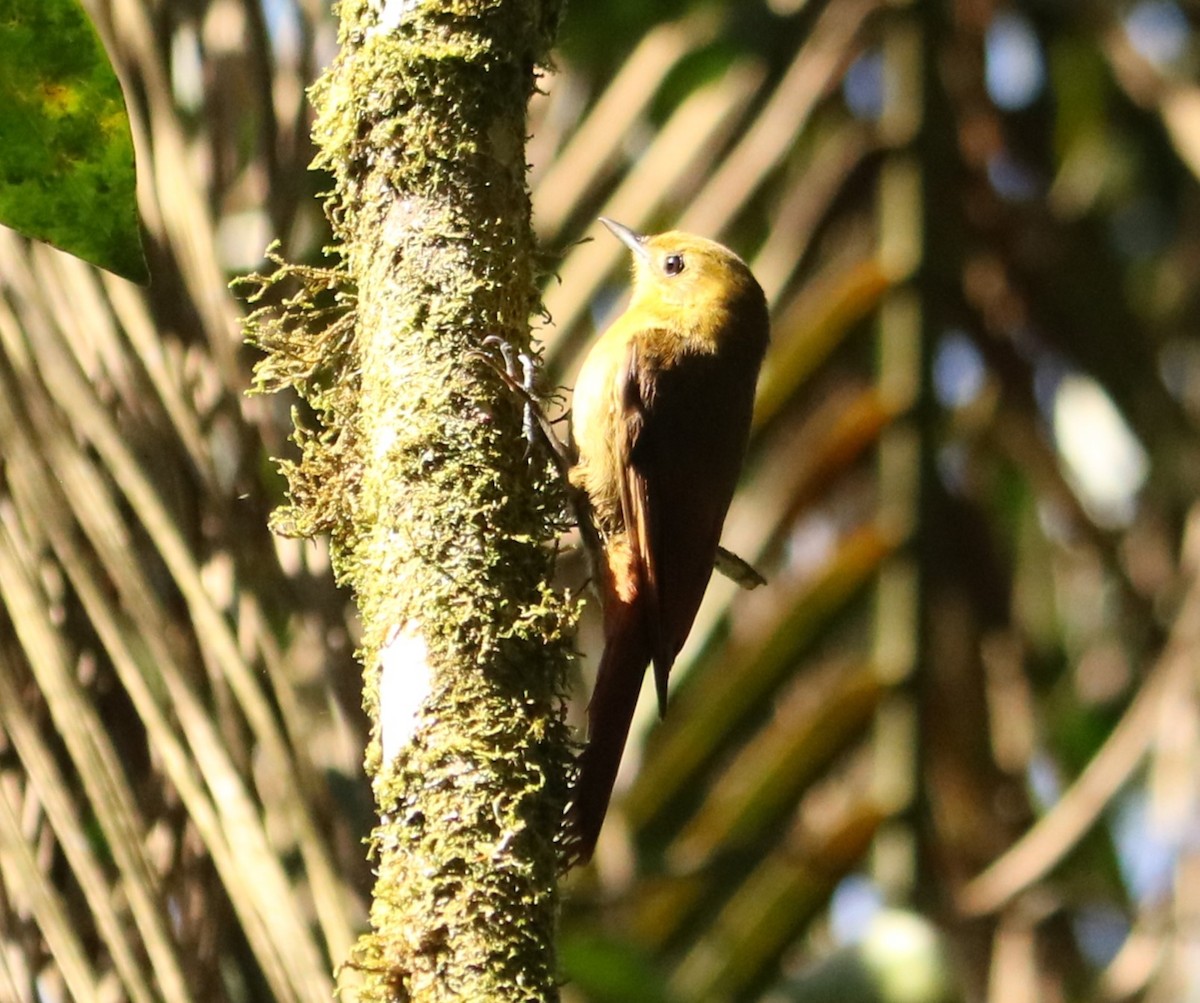 Olivaceous Woodcreeper - ML642675837