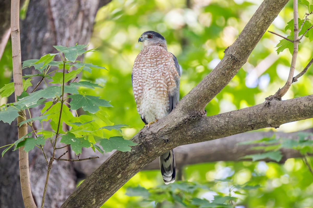 Cooper's Hawk - ML642675843