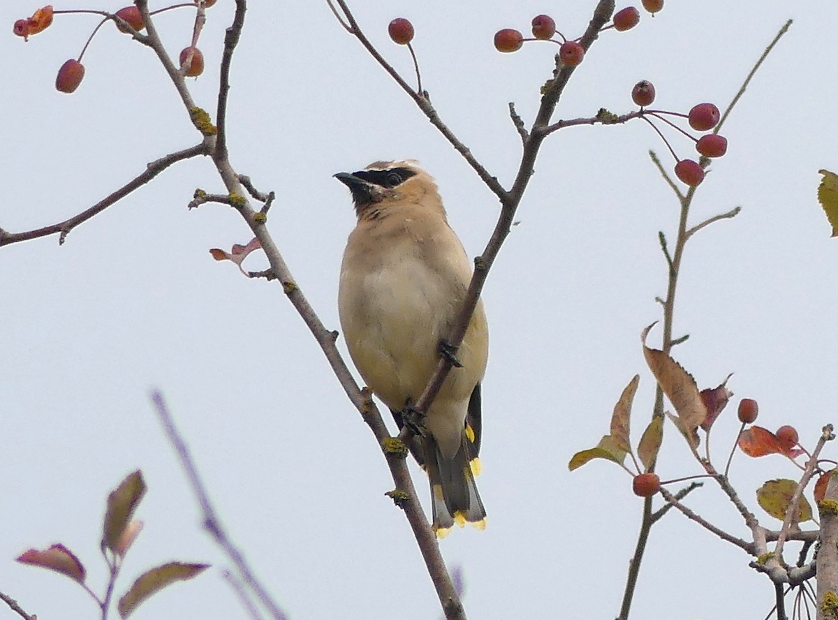 Cedar Waxwing - ML642675857
