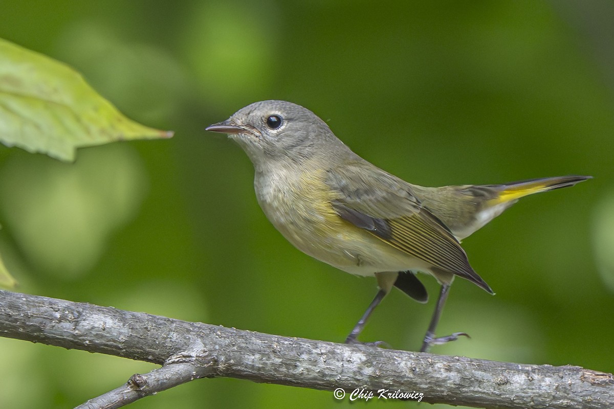 American Redstart - ML642675859