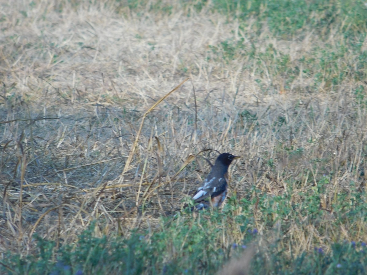 コマツグミ - ML642675862