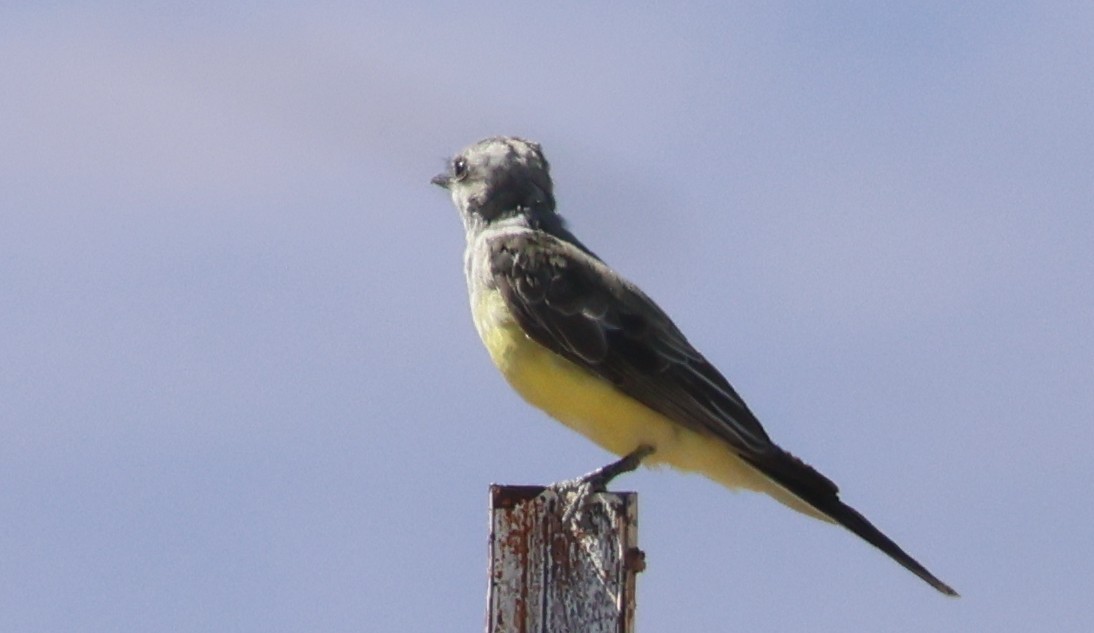 Western Kingbird - ML642675889