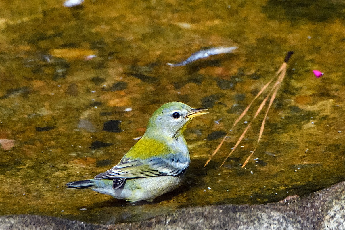Northern Parula - ML642675939
