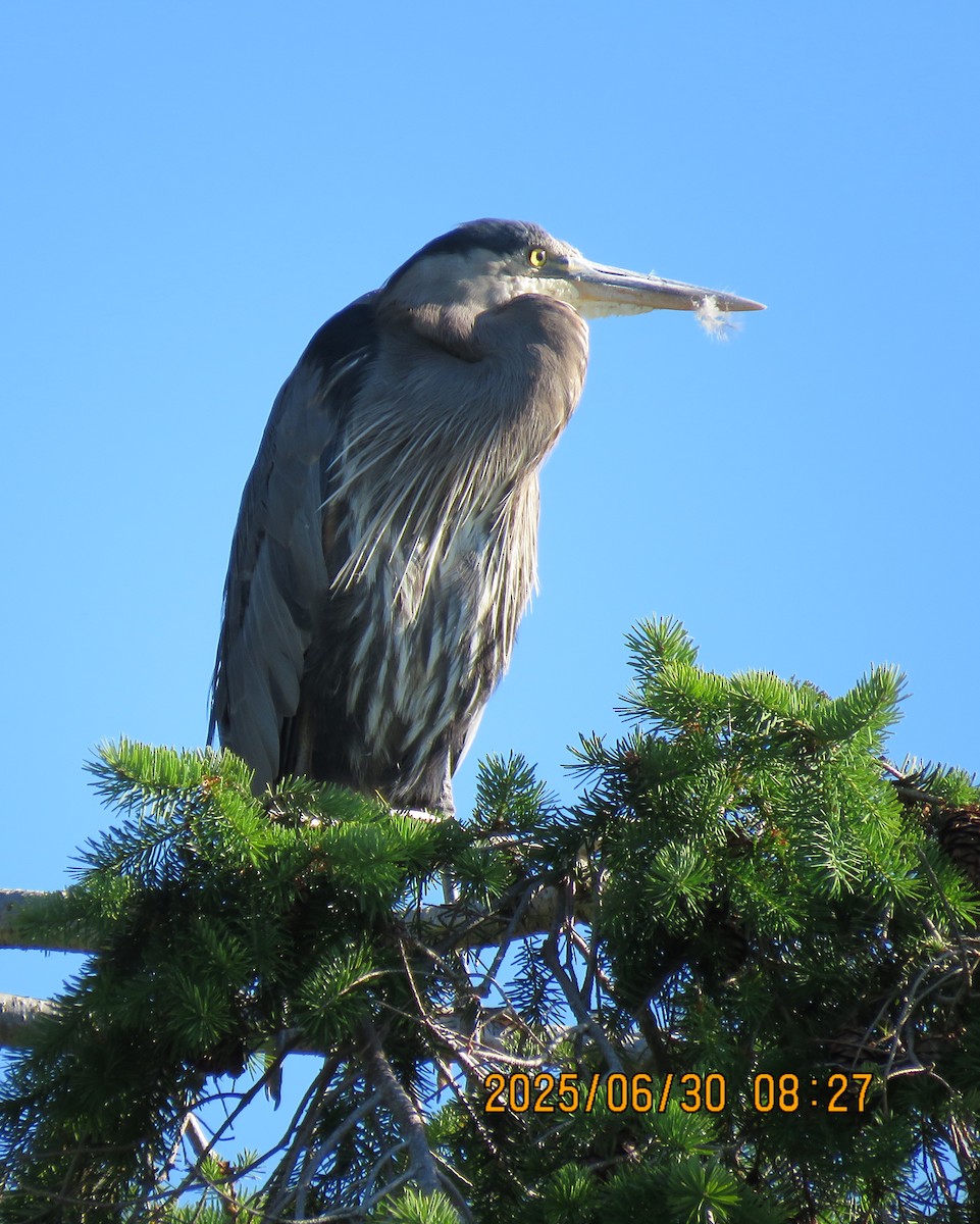 Great Blue Heron - ML642675942