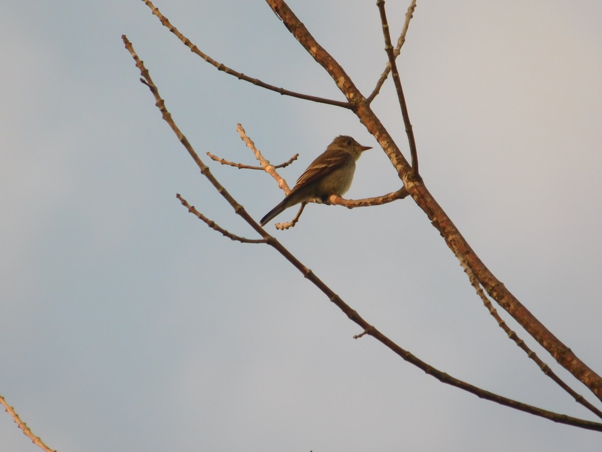 Eastern Wood-Pewee - ML642675947