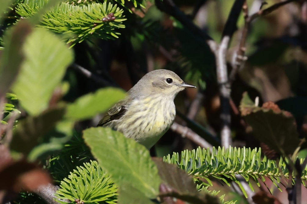 Cape May Warbler - ML642675948