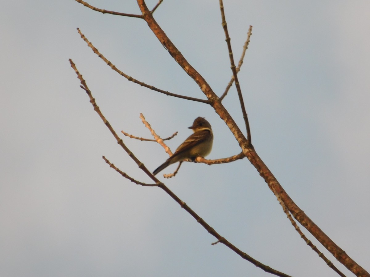 Eastern Wood-Pewee - ML642675954