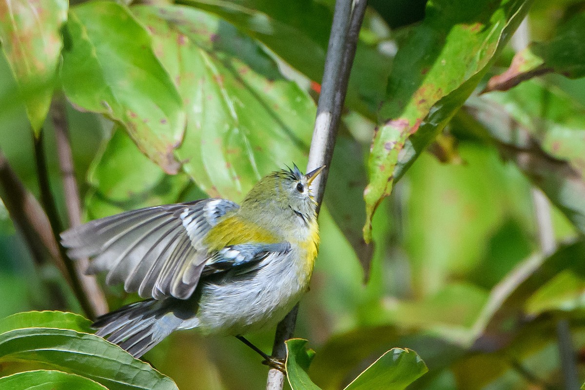 Northern Parula - ML642675957