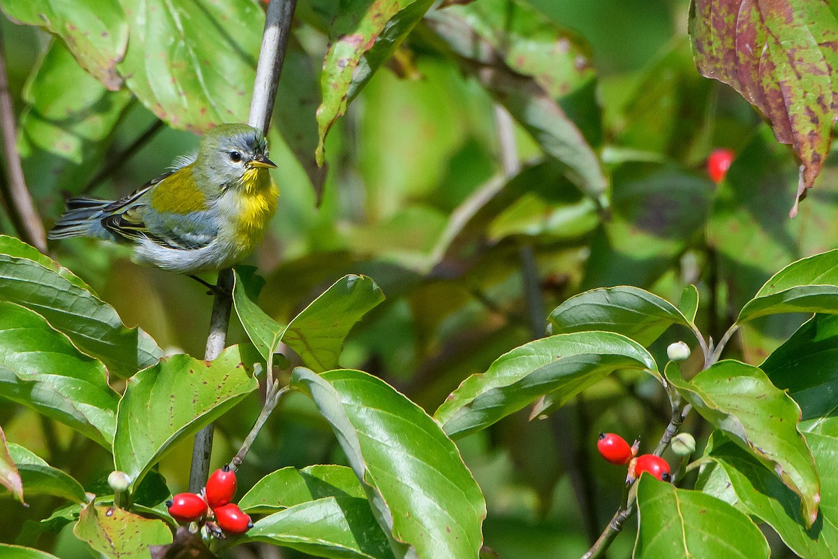 Northern Parula - ML642675958