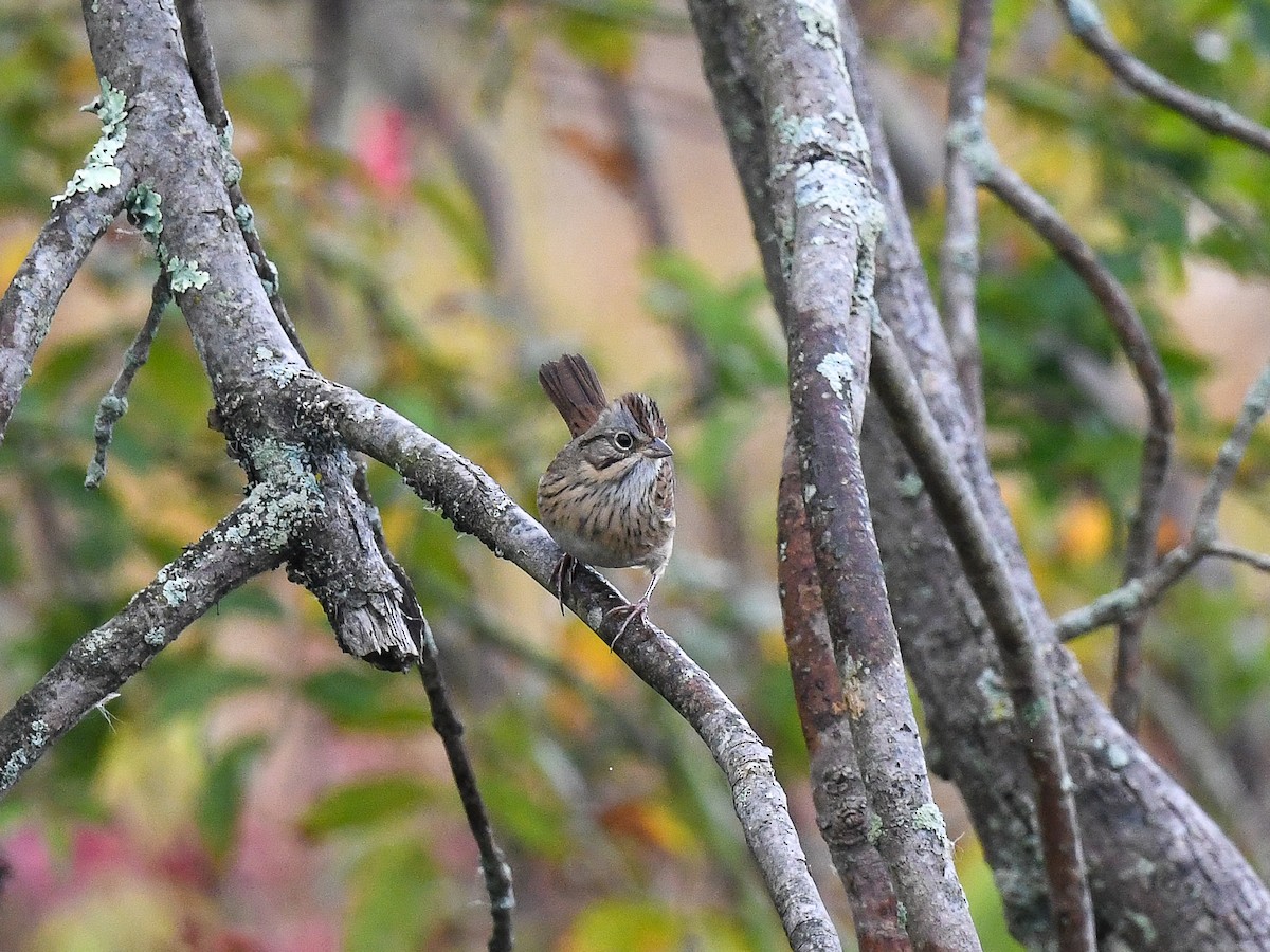 Lincoln's Sparrow - ML642675970