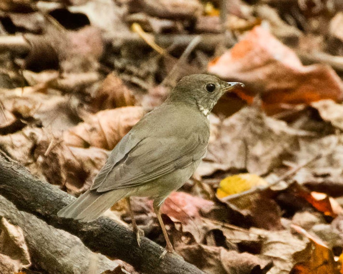 Gray-cheeked Thrush - ML642675973