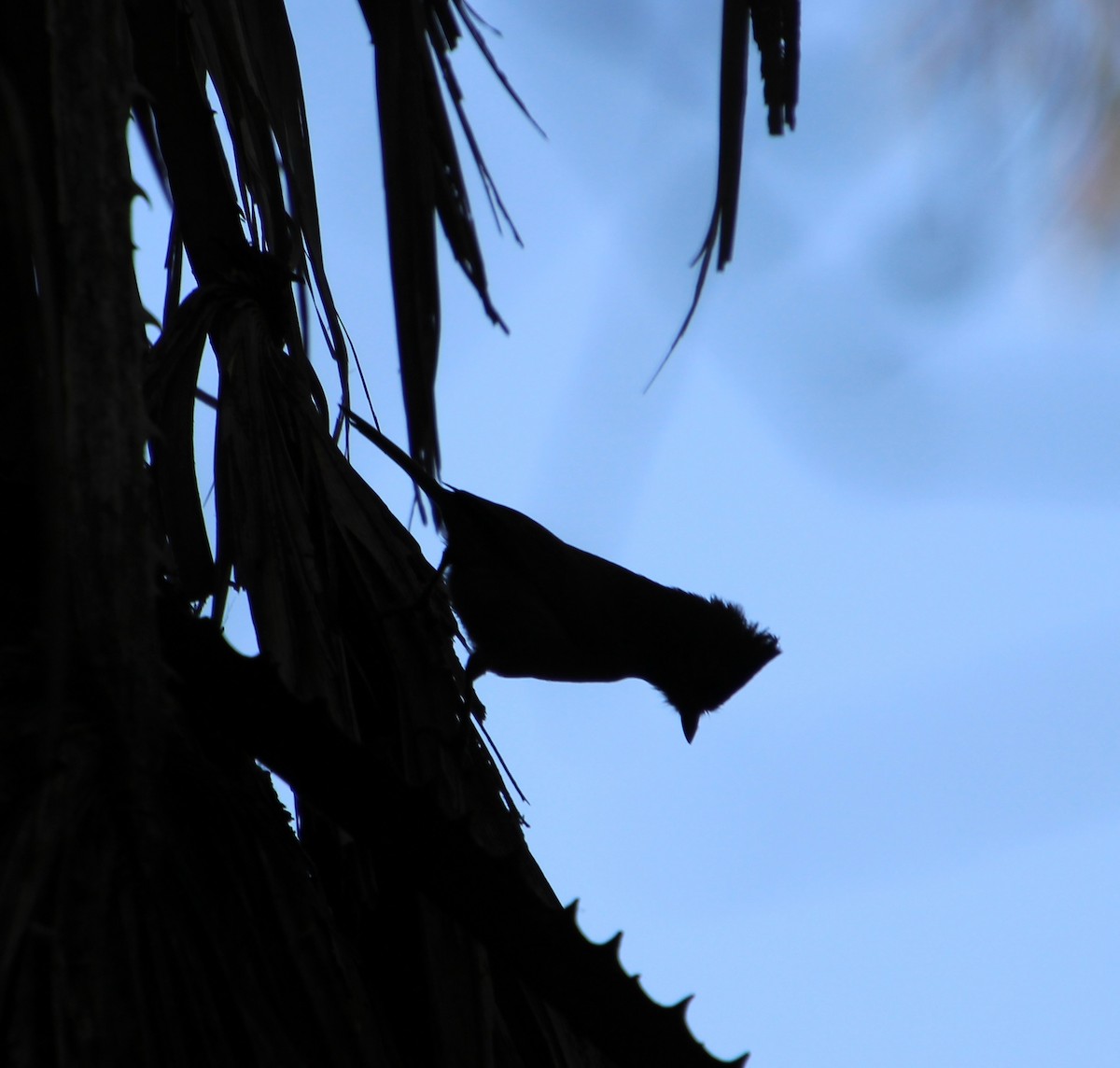 Oak Titmouse - ML642675976