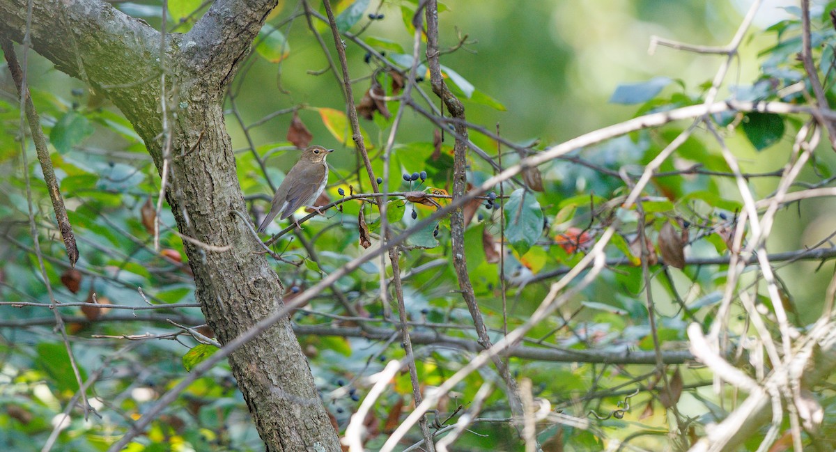 Swainson's Thrush (Olive-backed) - ML642675978