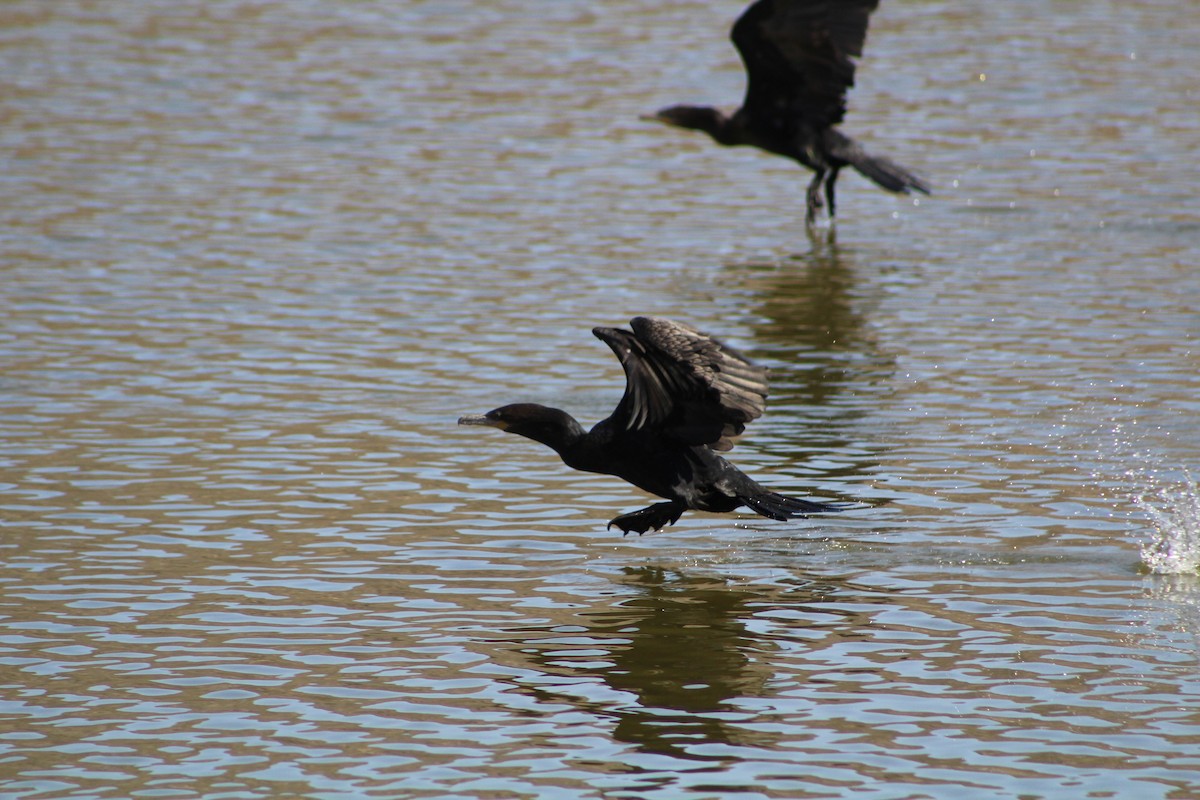 Neotropic Cormorant - ML642675980