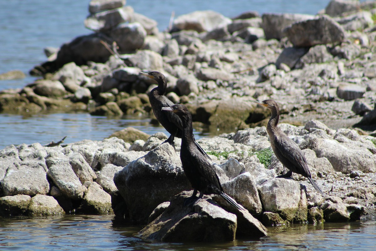 Neotropic Cormorant - ML642675981