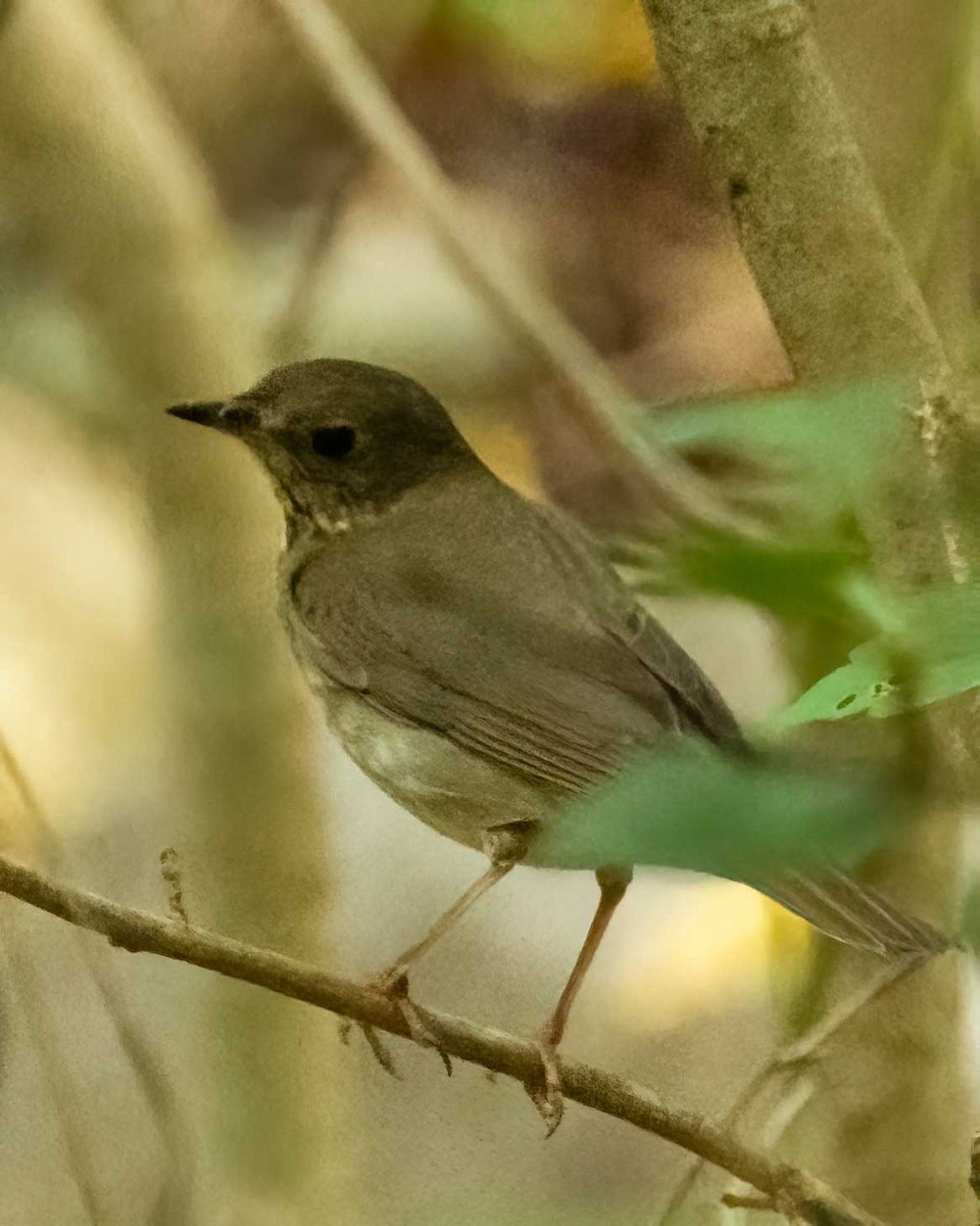 Gray-cheeked Thrush - ML642675985