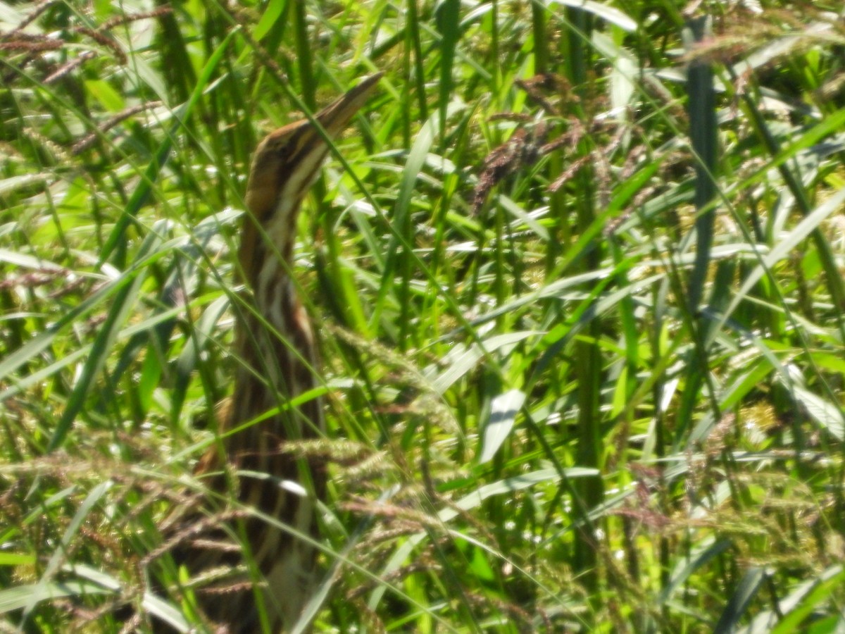 American Bittern - ML642675989