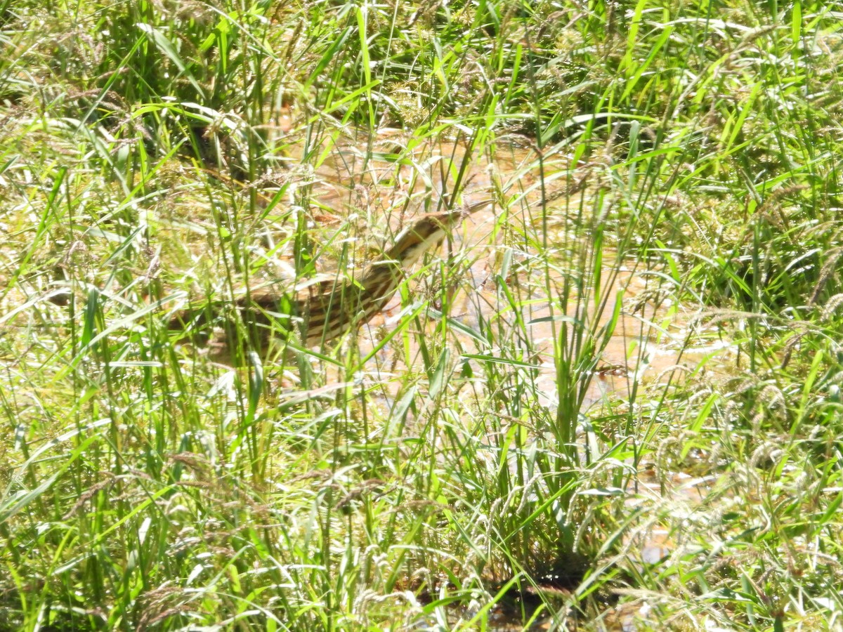 American Bittern - ML642675990