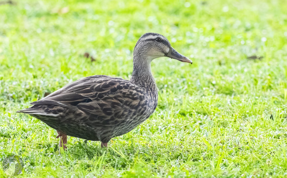 Mallard x Mottled Duck (hybrid) - ML642675999