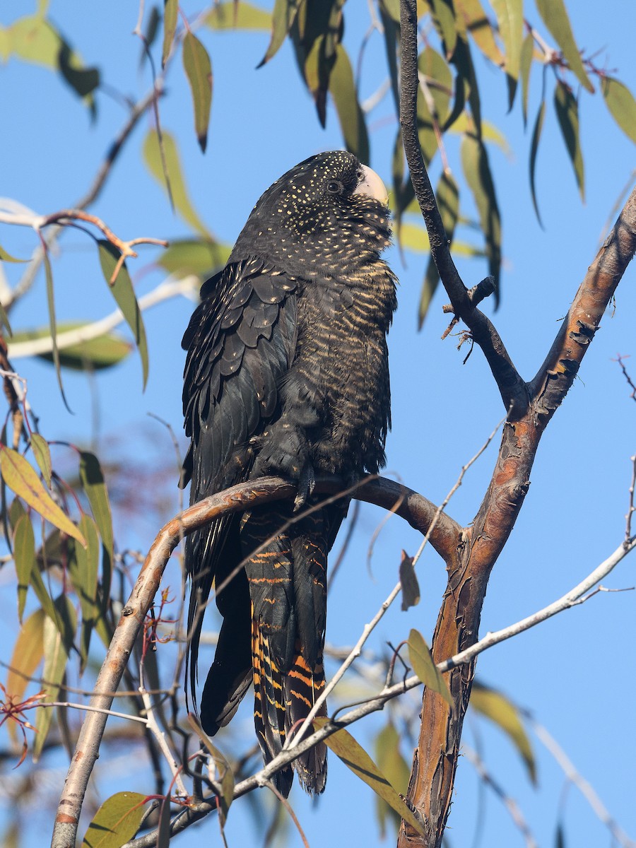 Red-tailed Black-Cockatoo - ML642676000